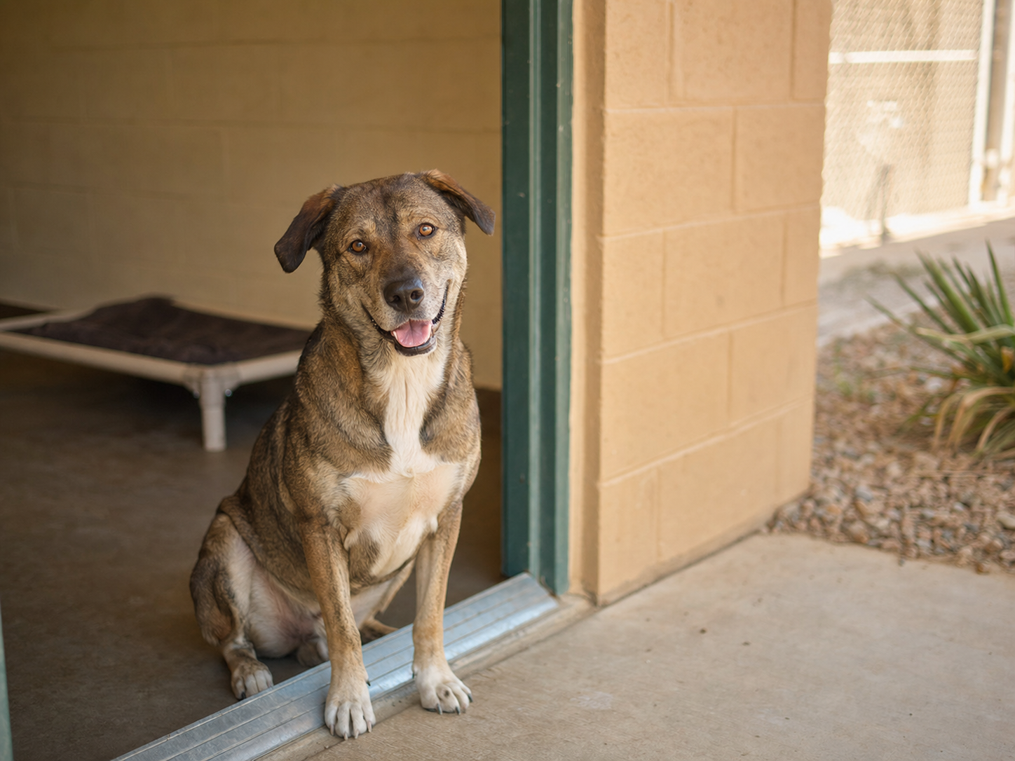 A hopeful mixed-breed dog at a municipal animal shelter